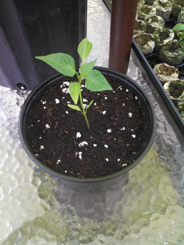 Red Guava Seedling