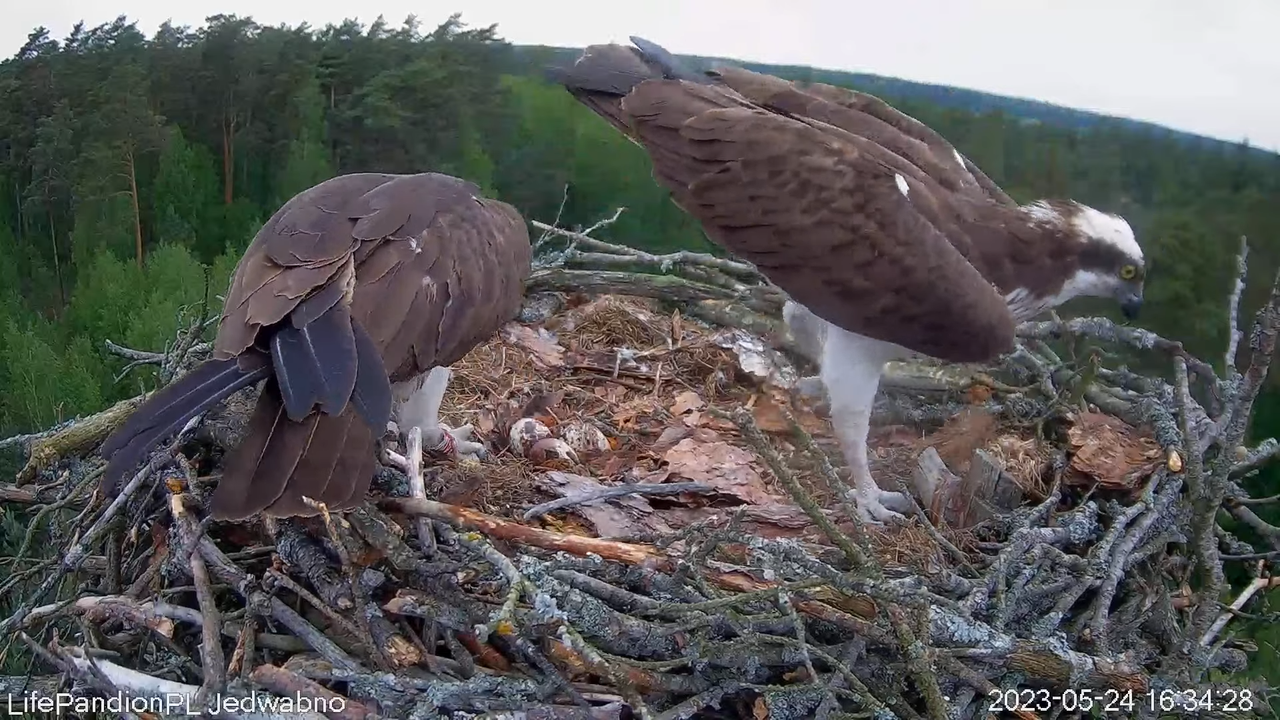 Rybołowy Online Puszcza Napiwodzko-Ramucka _ Ospreys Online in Napiwodzko-Ramucka Forest 12-9-20 scr