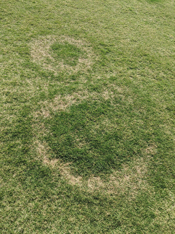Fairy or Necrotic Ring? | Lawn Care Forum