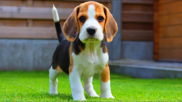 Beagles Are the Worst Dogs