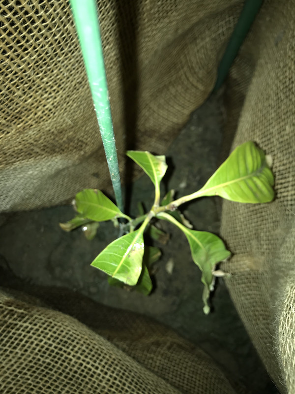 4EFEEAEE-9960-4017-B619-DF230599A489