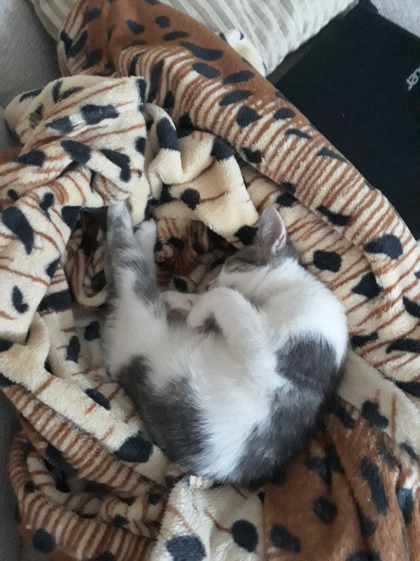 Кукуся _10_18_3