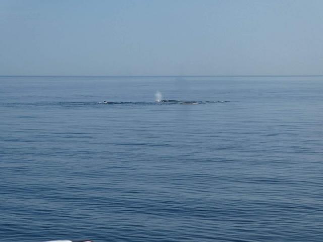 Avistamiento de ballenas, Fiordo de Saguenay y Desbiens - DOS SEMANAS EN EL ESTE DE CANADÁ (ONTARIO Y QUÉBEC) (6)