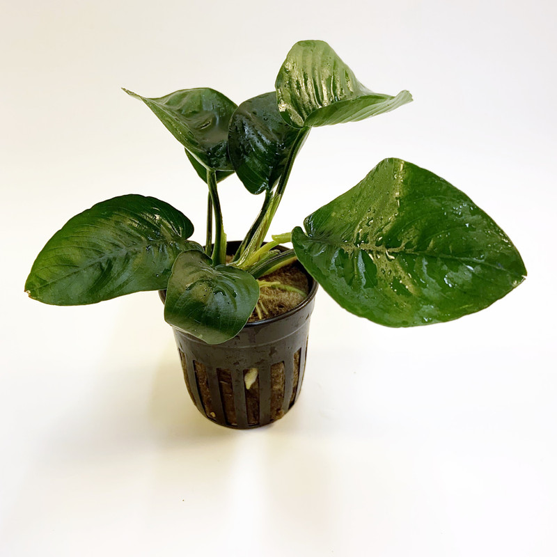 anubias_barteri_butterfly