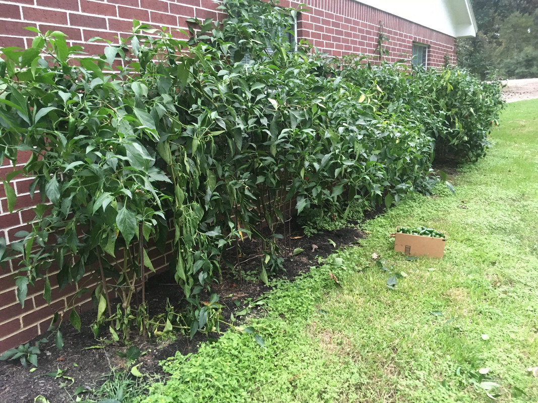 IMG_2726