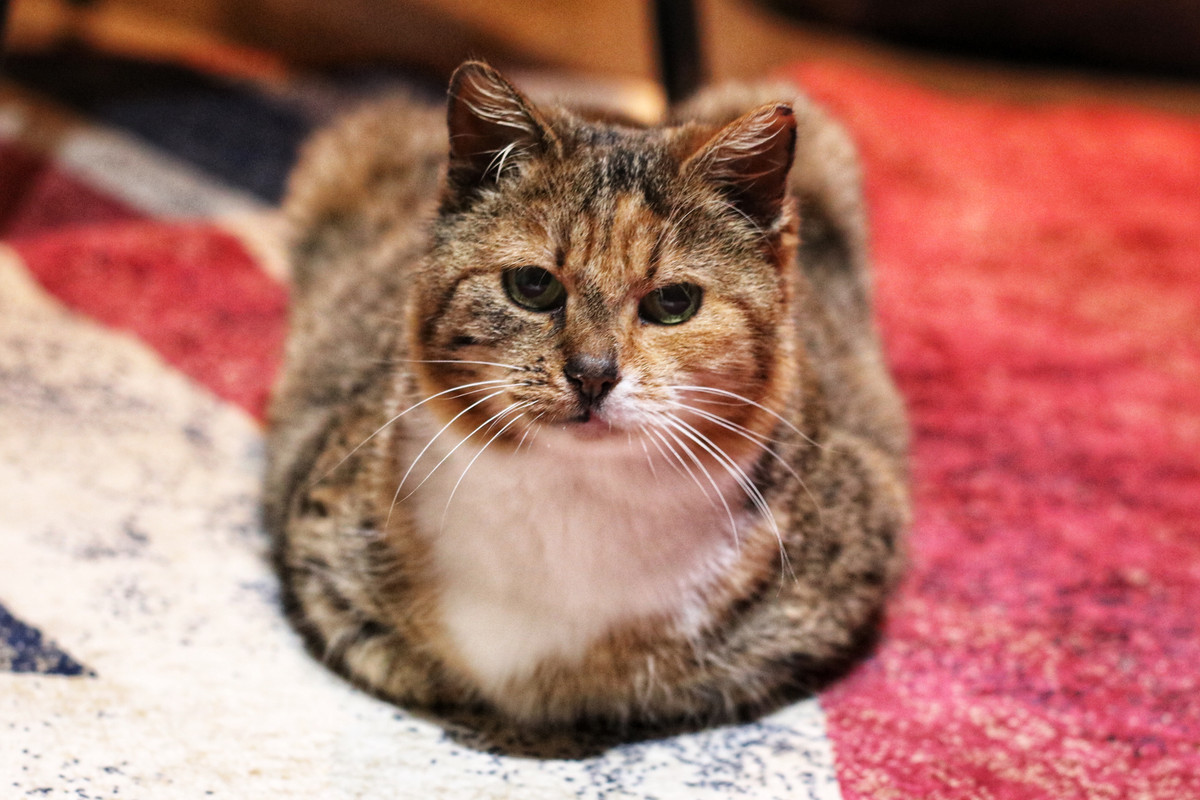 29AD0DDA-8FAA-4ABA-95DF-22FBFC54AE88