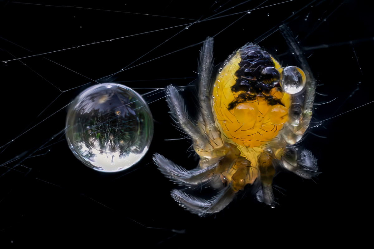 Araneus (3)