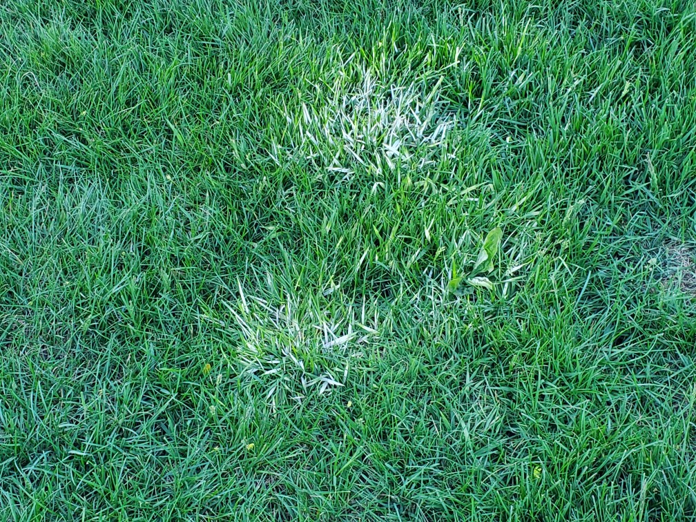 Poa Triv/ Creeping Bent Grass /or Nimblewill? Lawn Care Forum