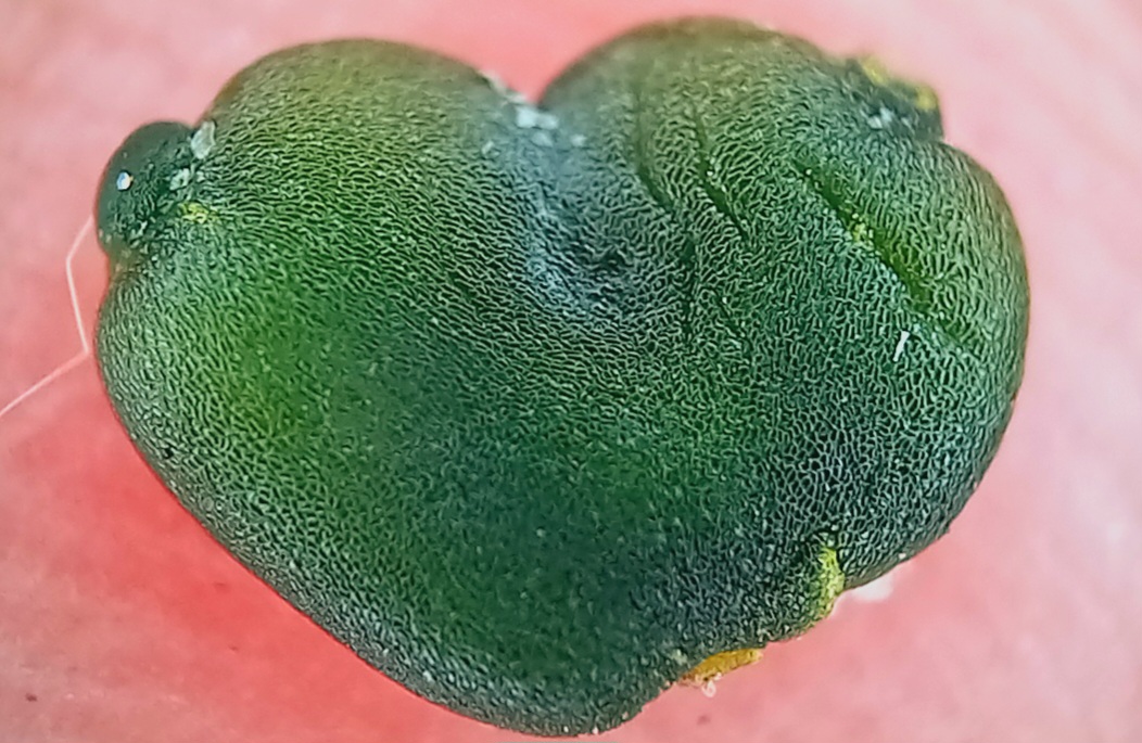 20250120-024324