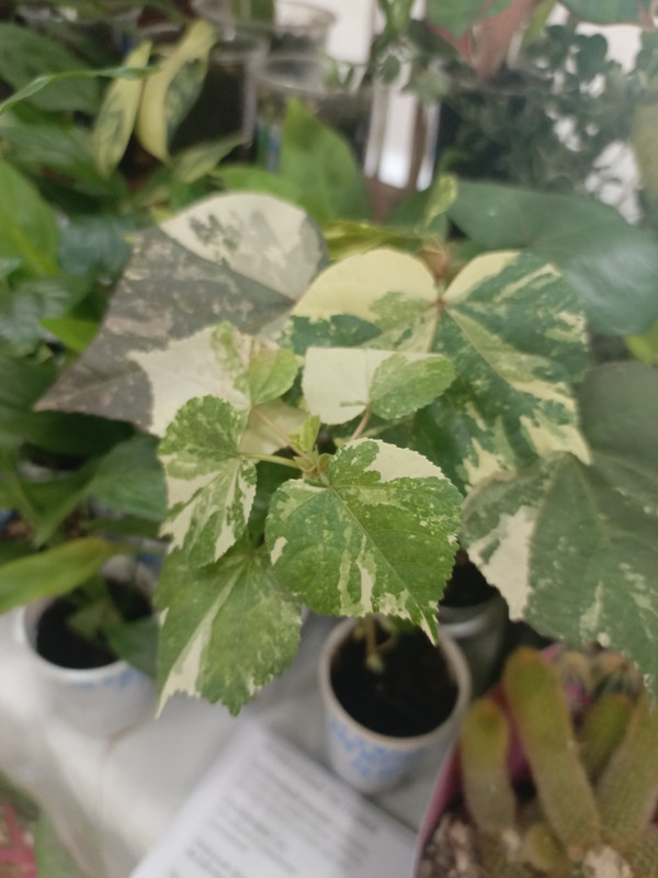 IMG_20250301_112250_000