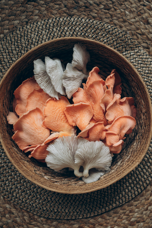 Close-up of freshly picked premium Oyster Mushrooms ready for packaging