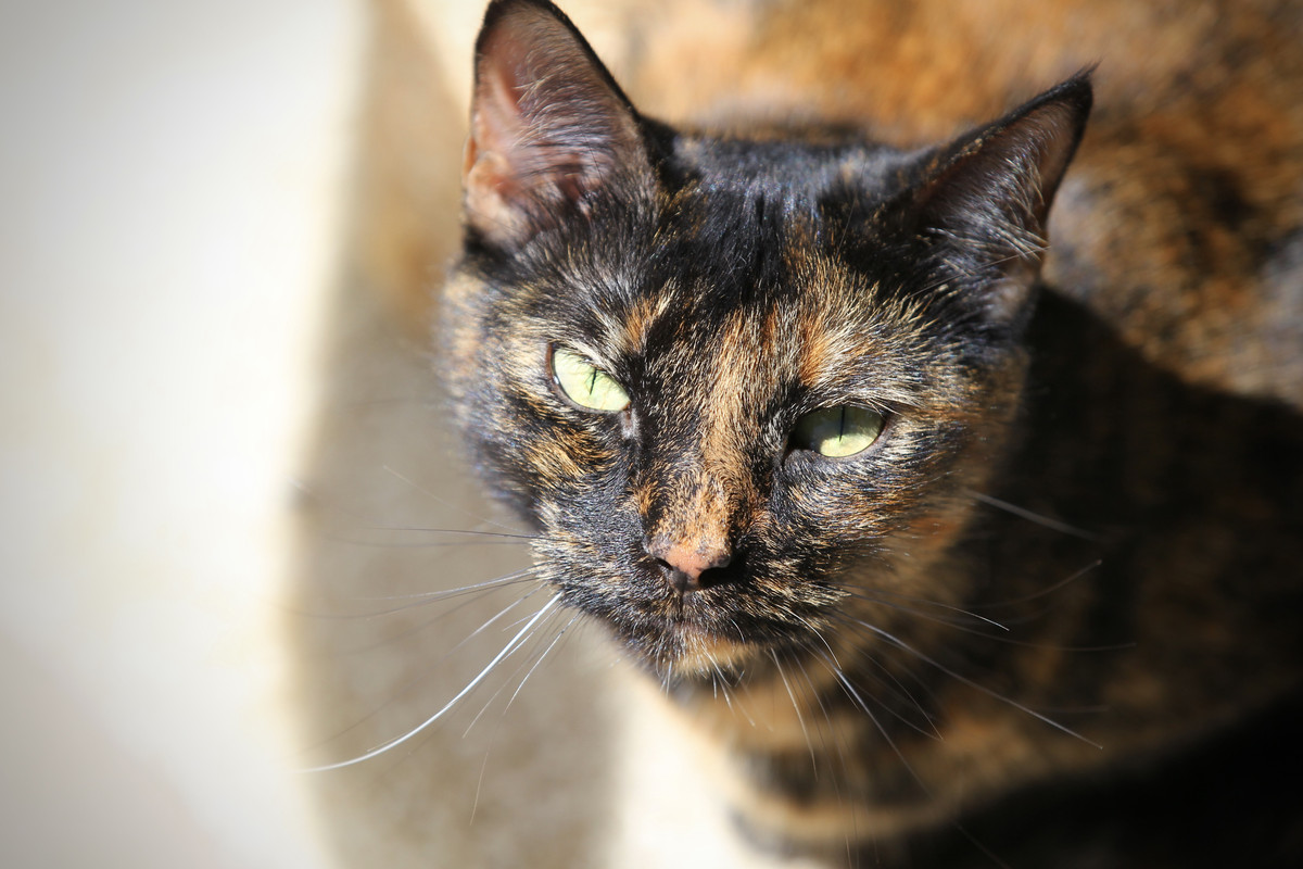 53642BDE-9B6E-4AEE-9F6D-9BA3DD40999D_1_201_a