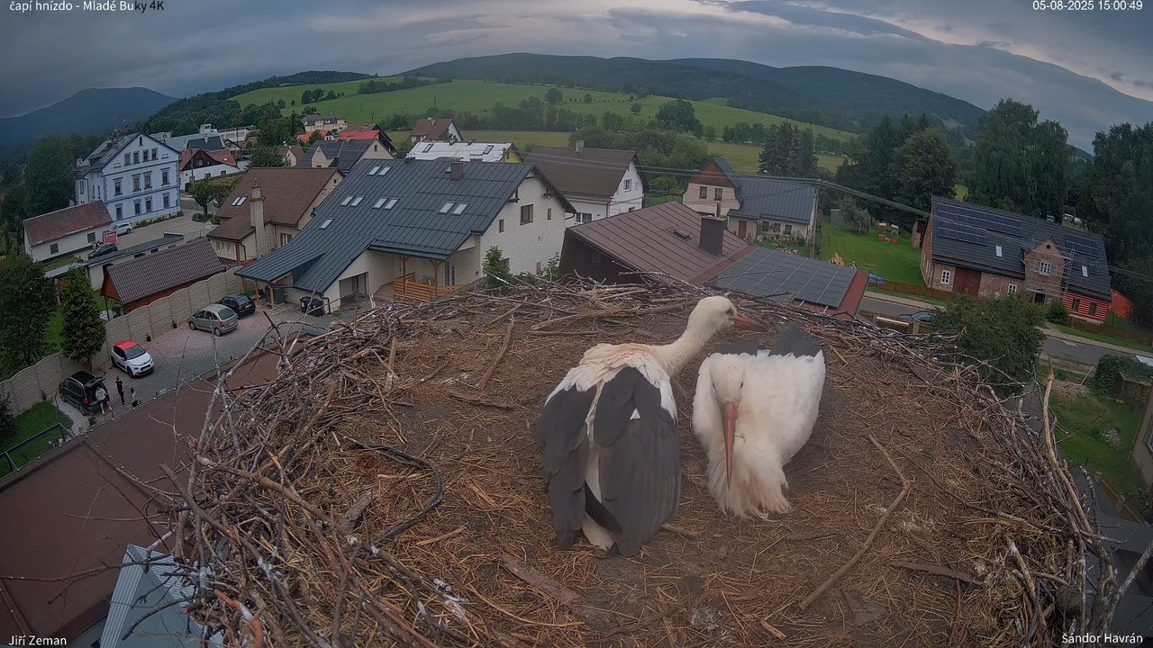 Tiešraides kamera — Mladé Buky — stārķa ligzda 4K 12-52-11 screenshot
