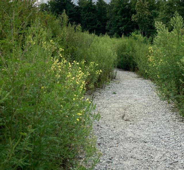 [Image: 2022-0815-Trail.jpg]