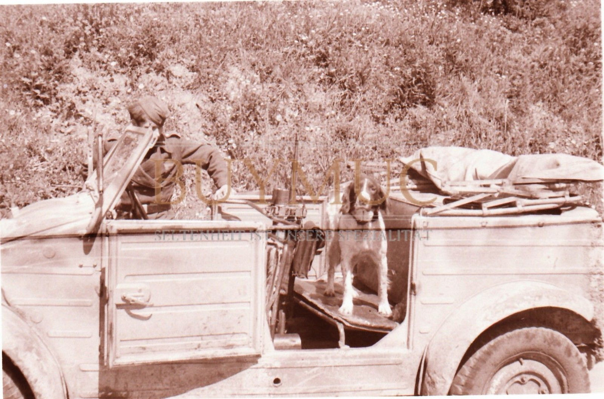 Dia Panzer-Abteilung 115 Kompanie-Hund in Militärfahrzeug