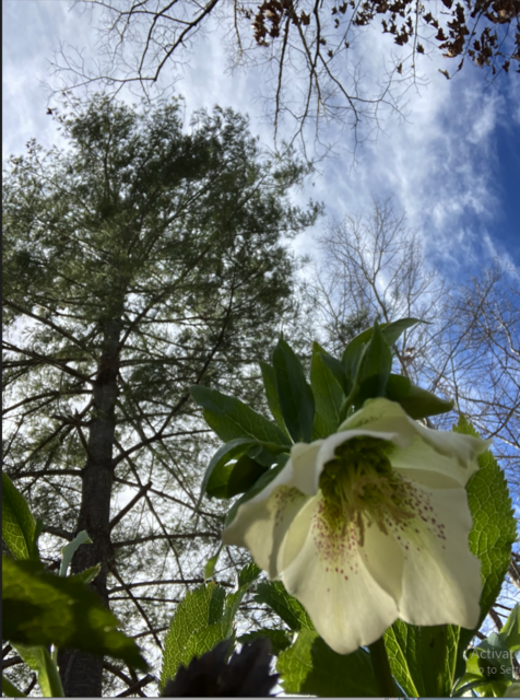 [Image: Lenten-Roses.png]