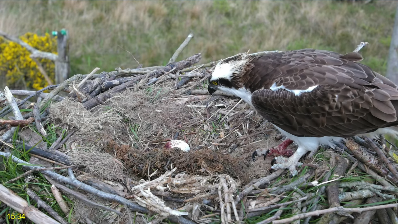 🦅 Dyfi Osprey projekts (VELSA)_ 2024. GADA TIEŠRAIDE 4K kvalitātē 🦅 8-37-27 screenshot