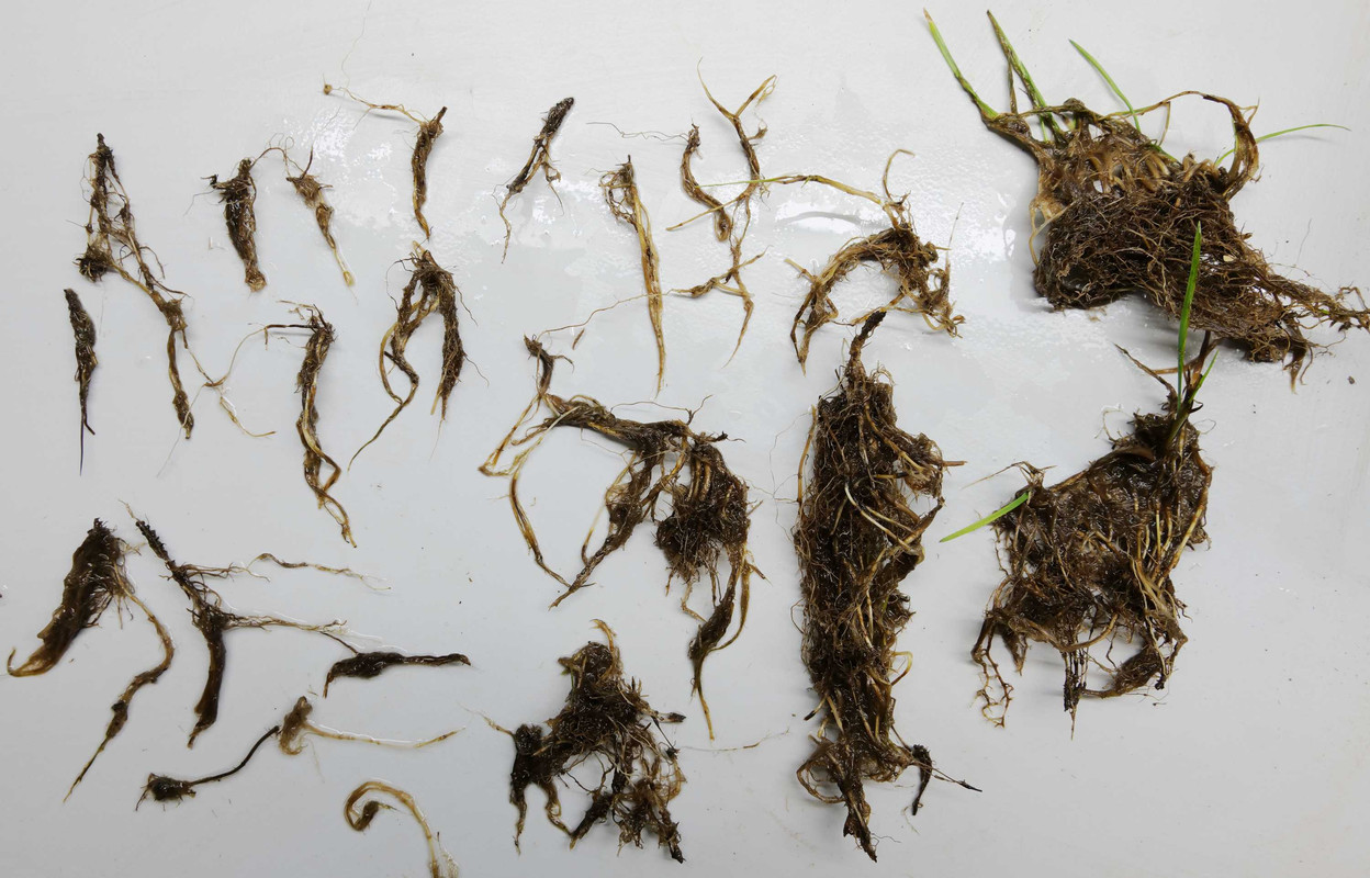 Lawn T13 washed out roots from excavation 20220213