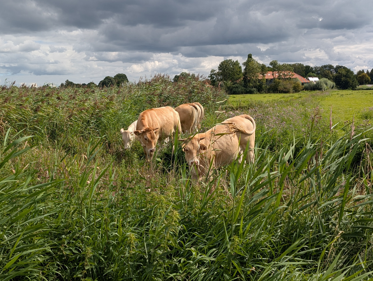 Трое в Амстердаме, не считая собаки. Переезд в Нидерланды.