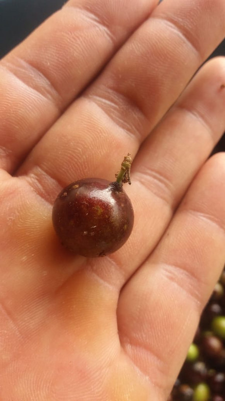 WhatsApp Image 2020-11-29 at 18.27.32 (3)