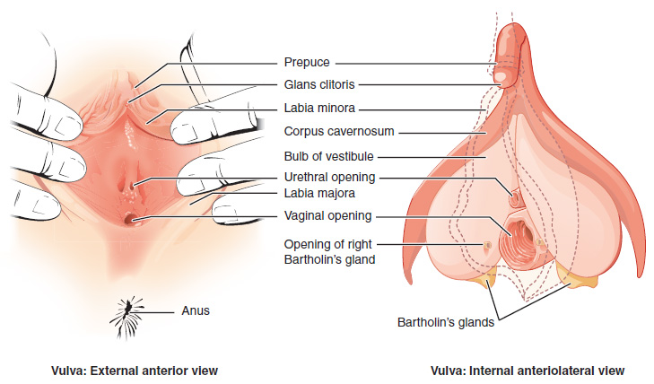 https://i.postimg.cc/66VG9BxZ/Vulvar-Anatomy-Bartholins-Gland.jpg