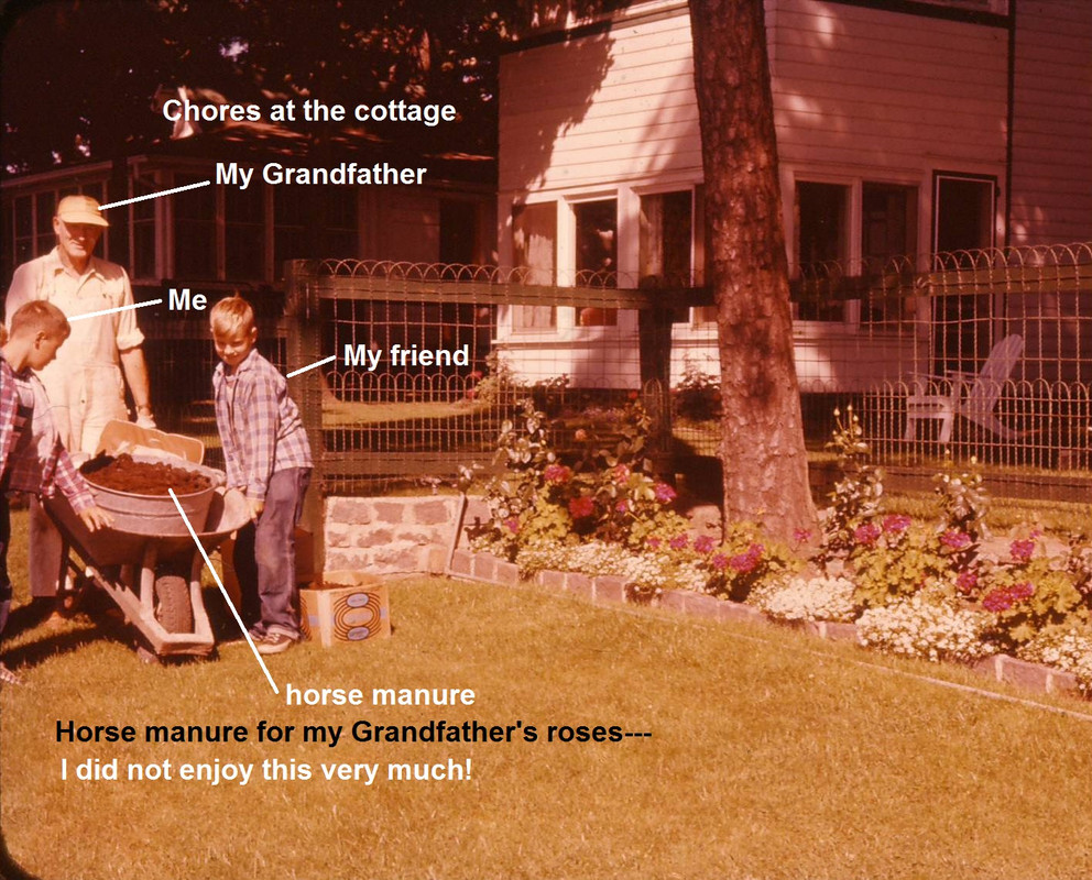 1955- Horse manure for Gramps roses-I hated this