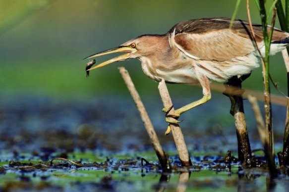 phoca_thumb_l_vacaresti 3