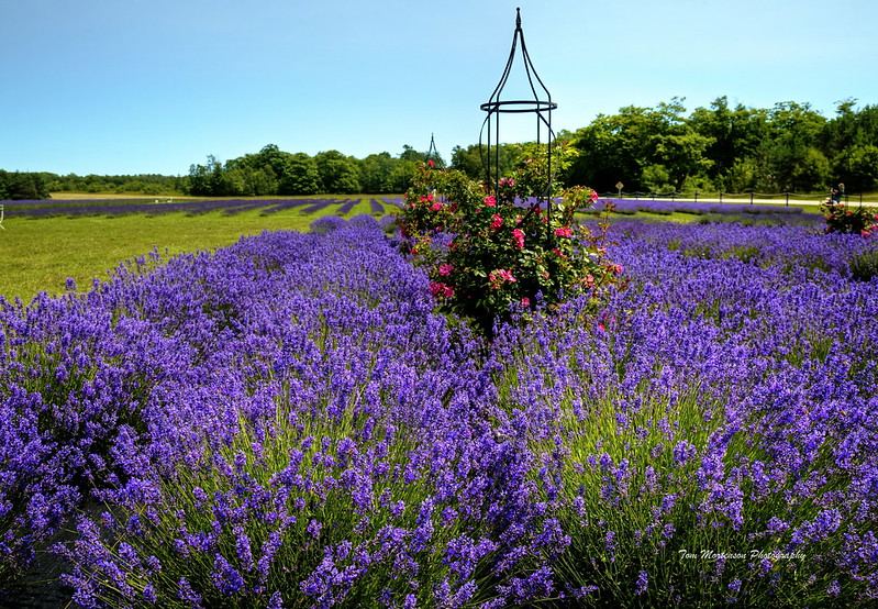 purple-lavender-fields.jpg