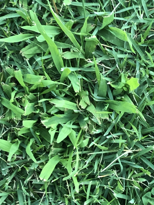 Weed in my zoysia grass please help identify Lawn Care Forum