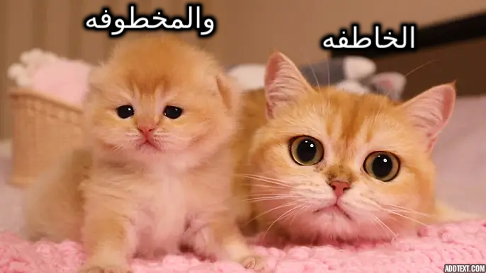 ���� ���� ������ �� ���� ������