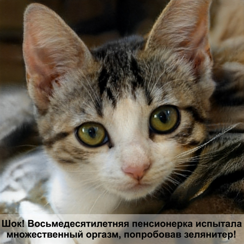 маленькие коты лысые