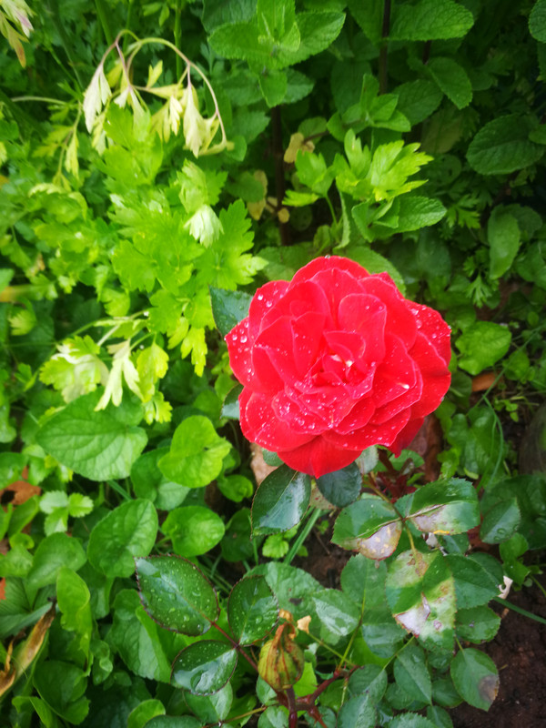 IMG_20240530_185135