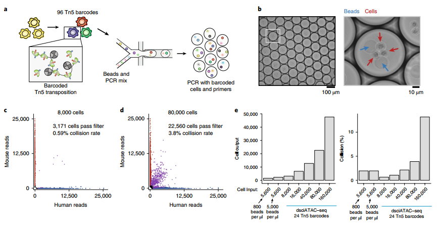 dscATAC-seq _3