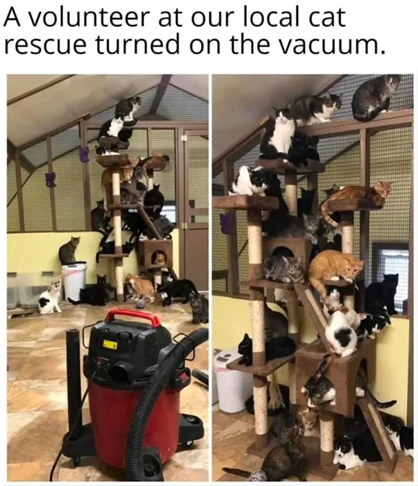 cat.jpg