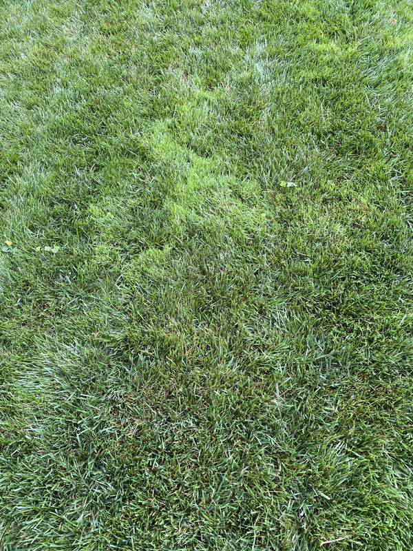 Is this creeping bent grass? The Lawn Forum