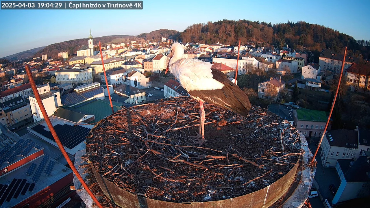 Tiešraidē no stārķa ligzdas uz alus darītavas skursteņa Trutnovā 17-7-45 screenshot