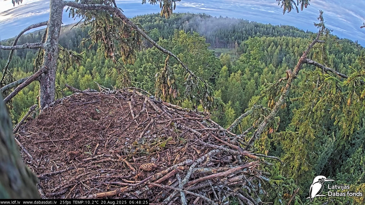 Jūras ērgļi (Haliaeetus albicilla) Durbē 13-11-20 screenshot