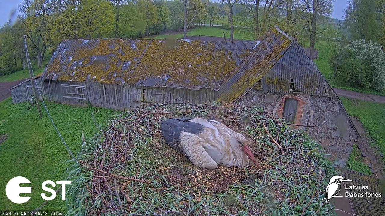 Baltie stārķi (Ciconia ciconia) Tukuma novadā - LDF tiešraide __ White storks in Tukums, Latvia 12-5