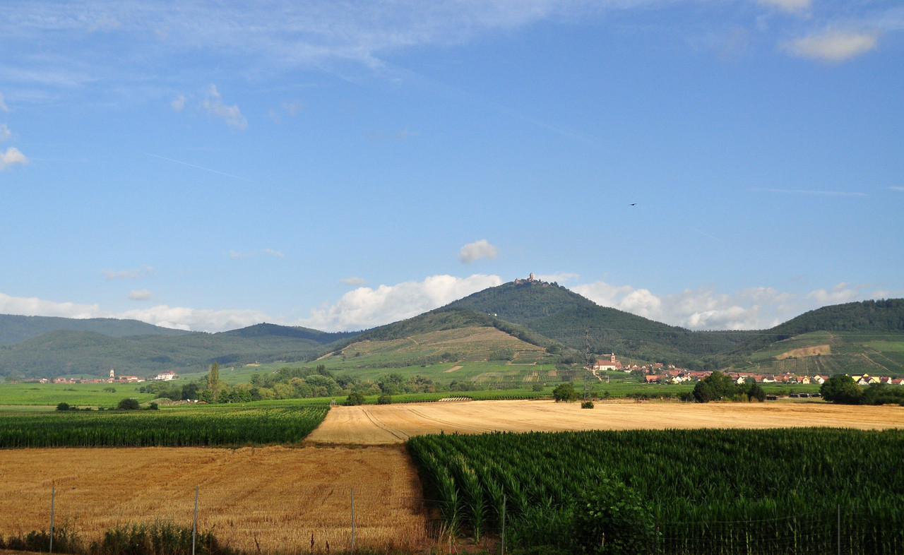 DSC_3338 (2)