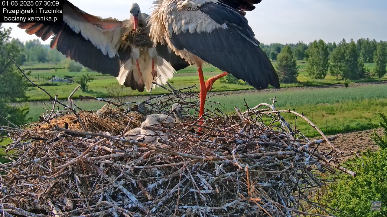 01062025bociany11