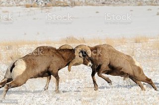 [Image: istockphoto-508582916-612x612.jpg]