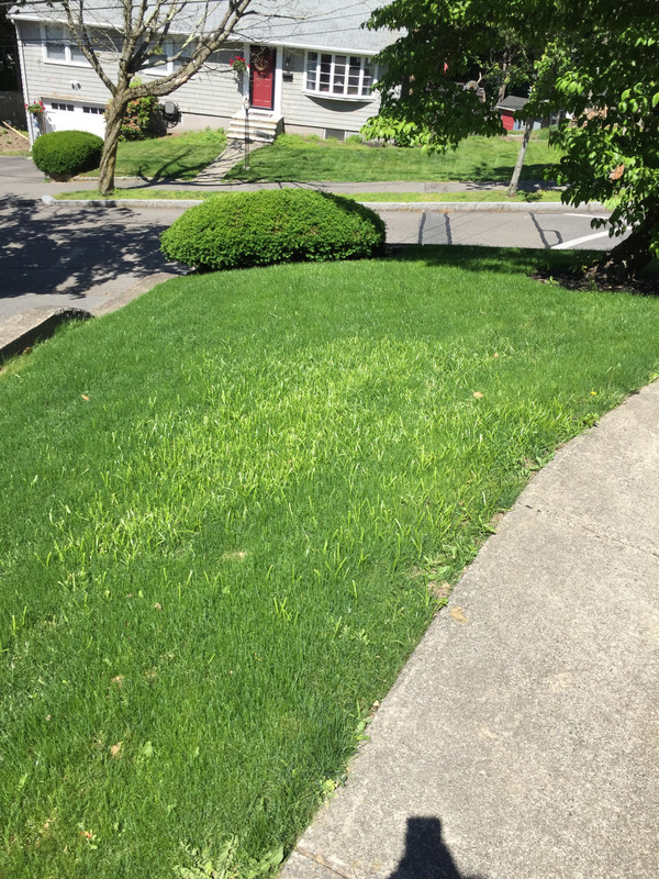 Neon Green Grass Blades... Lawn Care Forum