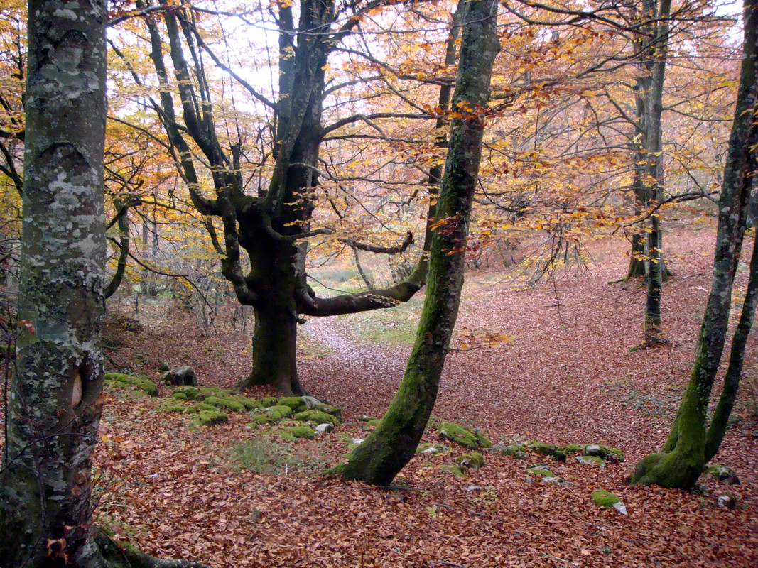 Las Merindades - Comarca de Burgos - Foro Castilla y León