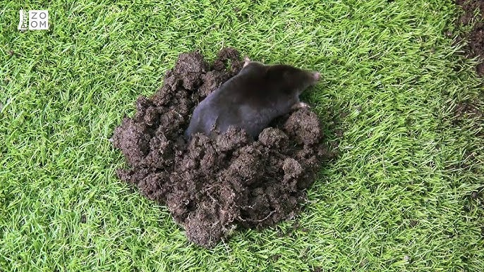 Příběhy z podzemí / CZ