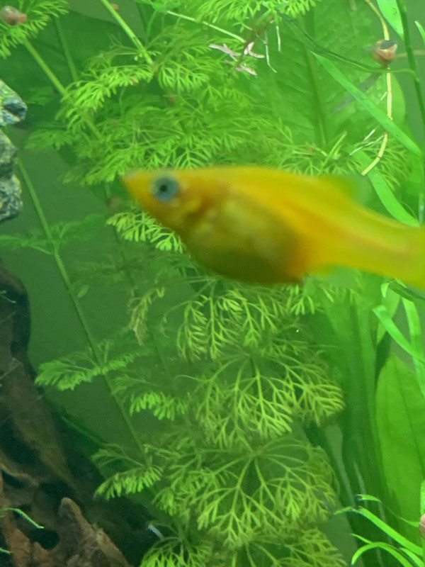 EF257C57-FCA4-42F6-A48E-7AD455635EB0