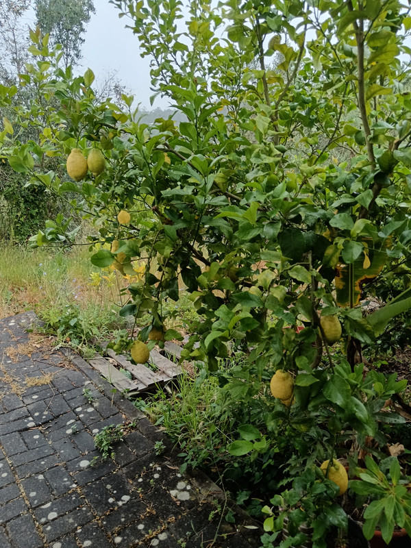 IMG 20260625 114555