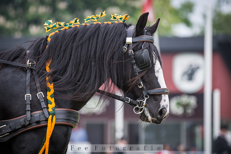 © Fee Fotografie