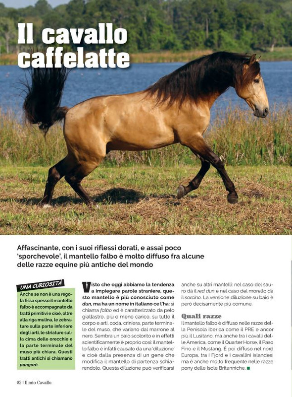 Il Mio Cav (Ago 2022) 11