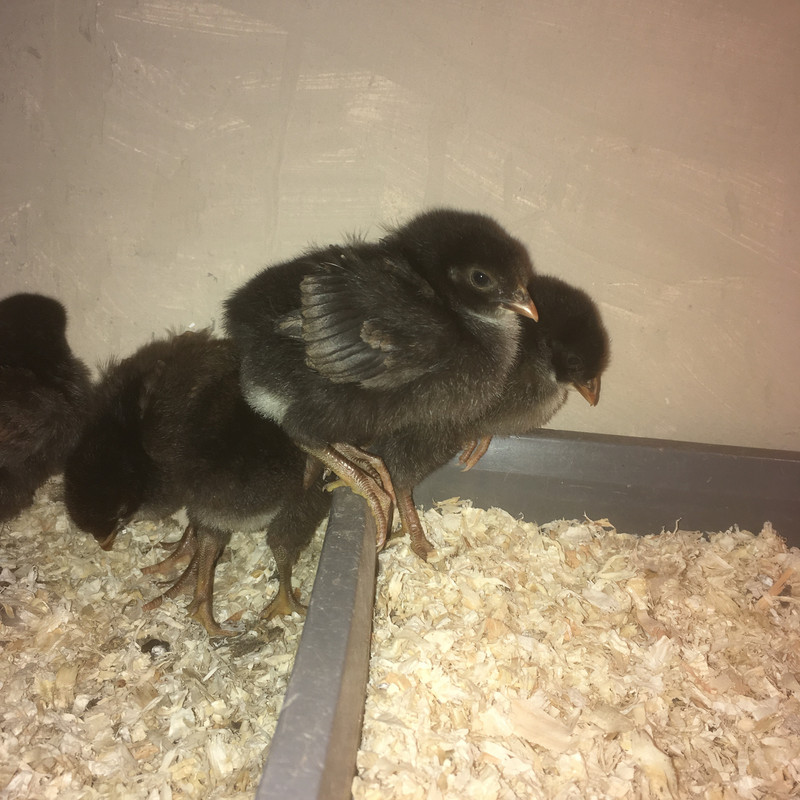 3B3FEE85-FDE5-4911-ADB6-DC9CA8F0E6B6