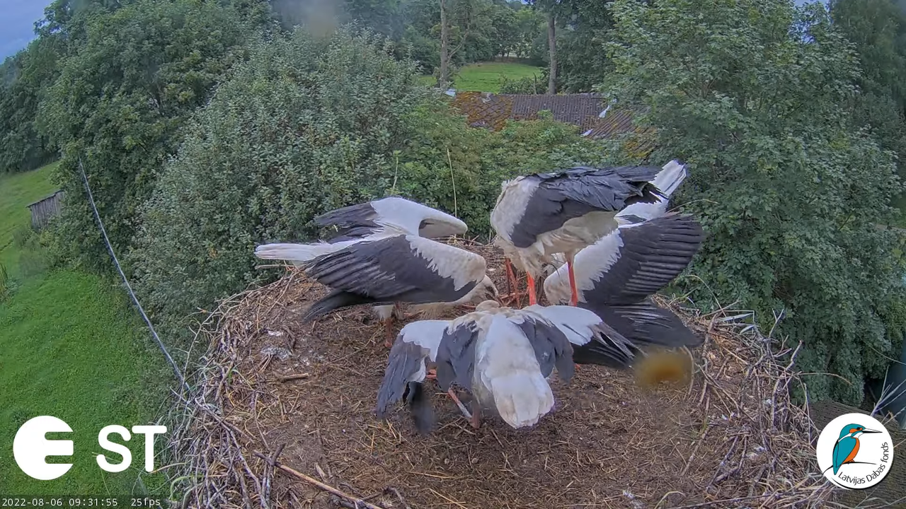Baltie stārķi (Ciconia ciconia) Tukuma novadā - LDF tiešraide __ White storks in Tukums, Latvia 11-2